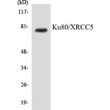 Western Blot - Ku80 Cell Based ELISA Kit (CB5412) - Antibodies.com