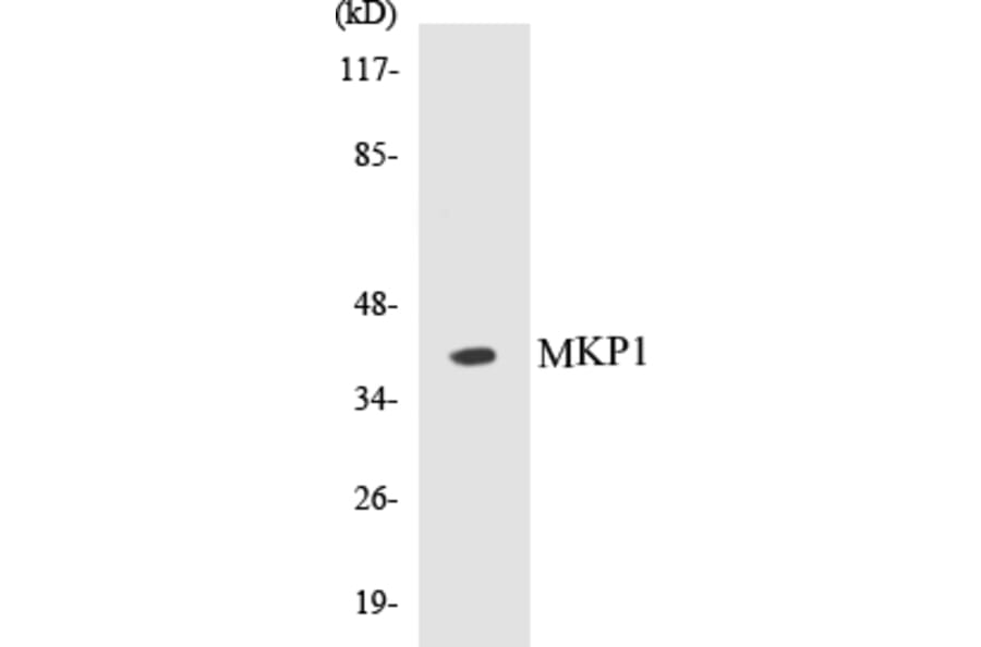 Western Blot - MKP1 Cell Based ELISA Kit (CB5453) - Antibodies.com