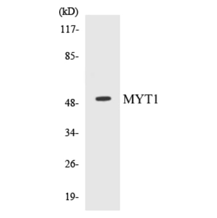 Western Blot - MYT1 Cell Based ELISA Kit (CB5480) - Antibodies.com