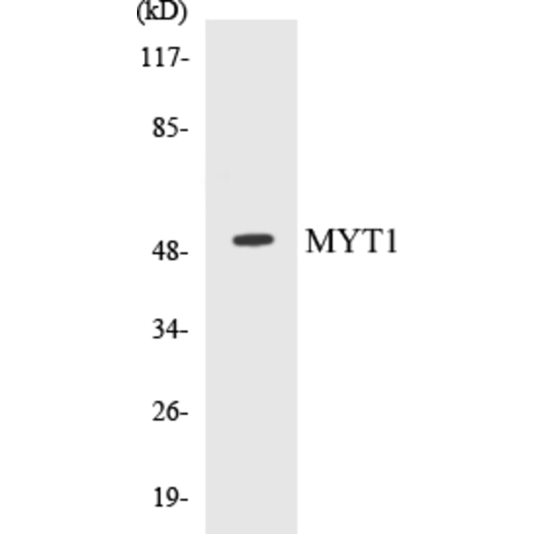 Western Blot - MYT1 Cell Based ELISA Kit (CB5480) - Antibodies.com
