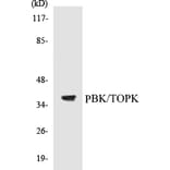 Western Blot - TOPK Cell Based ELISA Kit (CB5539) - Antibodies.com