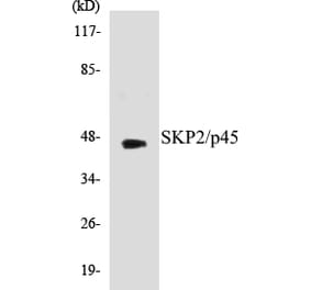 Western Blot - SKP2 Cell Based ELISA Kit (CB5635) - Antibodies.com