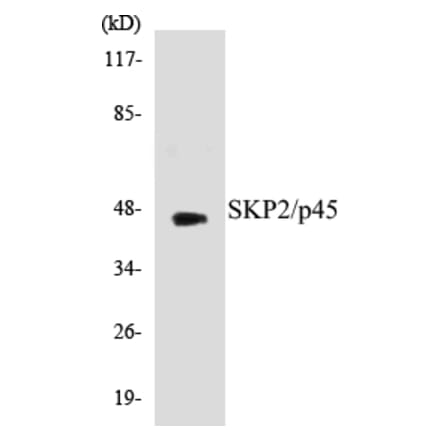 Western Blot - SKP2 Cell Based ELISA Kit (CB5635) - Antibodies.com