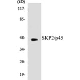 Western Blot - SKP2 Cell Based ELISA Kit (CB5635) - Antibodies.com