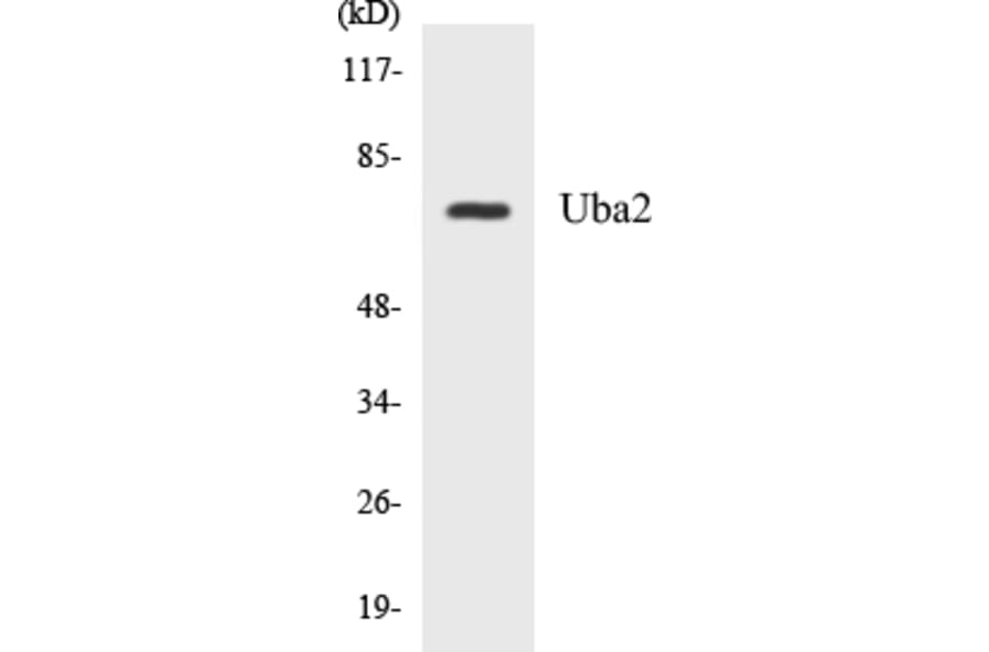 Western Blot - Uba2 Cell Based ELISA Kit (CB5712) - Antibodies.com