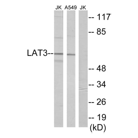 Western Blot - LAT3 Cell Based ELISA Kit (CB5799) - Antibodies.com