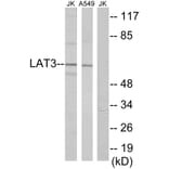 Western Blot - LAT3 Cell Based ELISA Kit (CB5799) - Antibodies.com