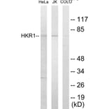 Western Blot - HKR1 Cell Based ELISA Kit (CB5836) - Antibodies.com