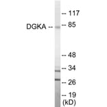 Western Blot - DGKA Cell Based ELISA Kit (CB5861) - Antibodies.com