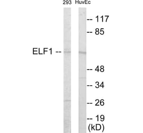 Western Blot - ELF1 Cell Based ELISA Kit (CB5876) - Antibodies.com