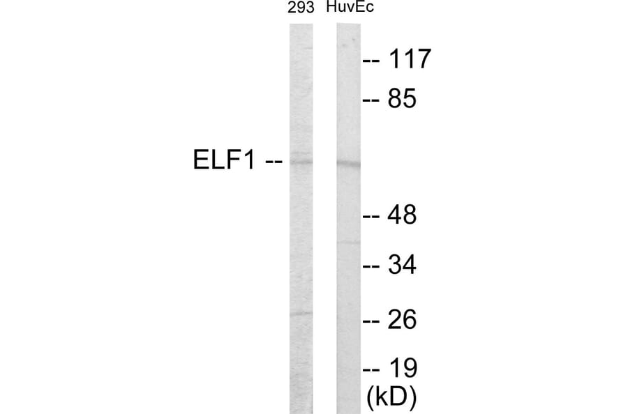 Western Blot - ELF1 Cell Based ELISA Kit (CB5876) - Antibodies.com