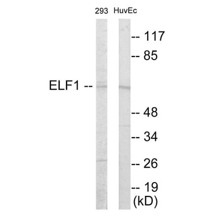 Western Blot - ELF1 Cell Based ELISA Kit (CB5876) - Antibodies.com