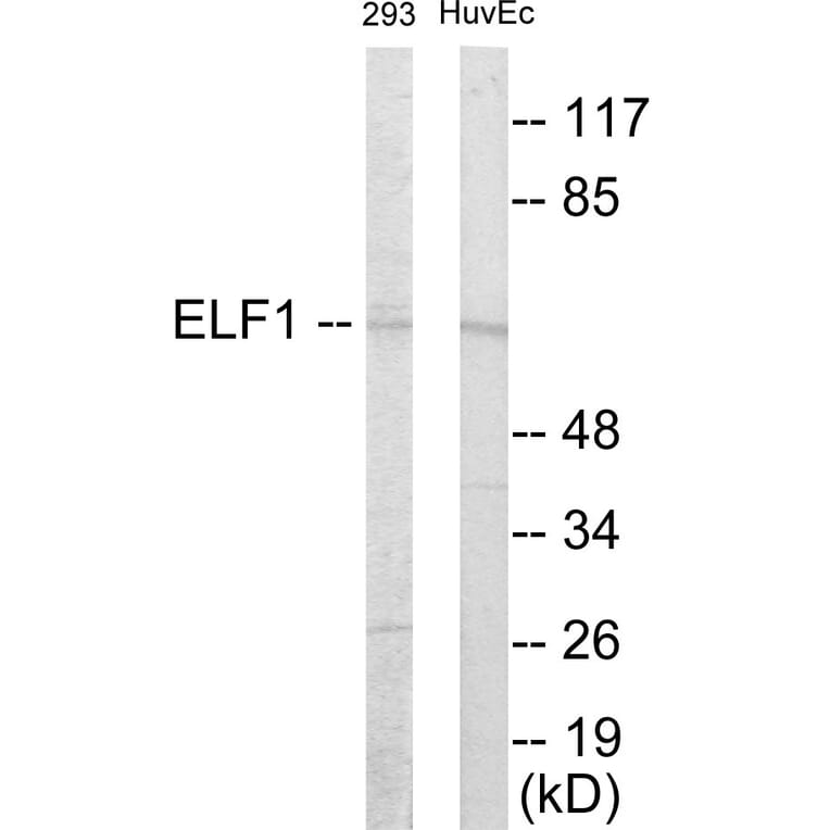 Western Blot - ELF1 Cell Based ELISA Kit (CB5876) - Antibodies.com