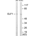 Western Blot - ELF1 Cell Based ELISA Kit (CB5876) - Antibodies.com