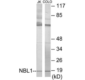 Western Blot - NBL1 Cell Based ELISA Kit (CB5889) - Antibodies.com