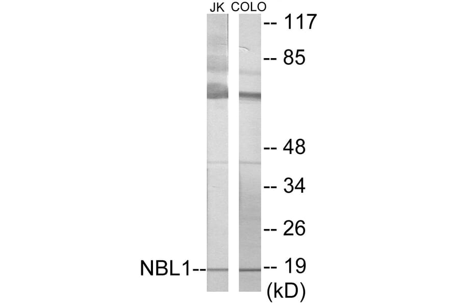 Western Blot - NBL1 Cell Based ELISA Kit (CB5889) - Antibodies.com