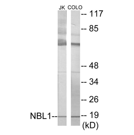 Western Blot - NBL1 Cell Based ELISA Kit (CB5889) - Antibodies.com