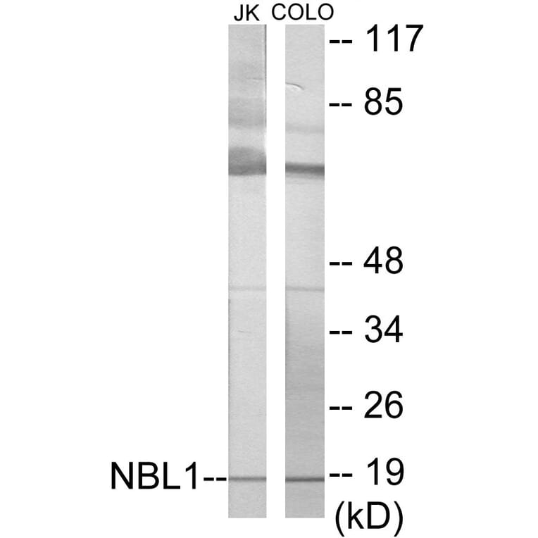 Western Blot - NBL1 Cell Based ELISA Kit (CB5889) - Antibodies.com
