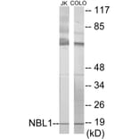 Western Blot - NBL1 Cell Based ELISA Kit (CB5889) - Antibodies.com