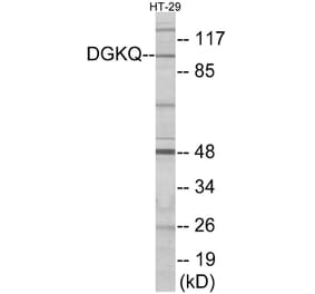 Western Blot - DGKQ Cell Based ELISA Kit (CB5921) - Antibodies.com