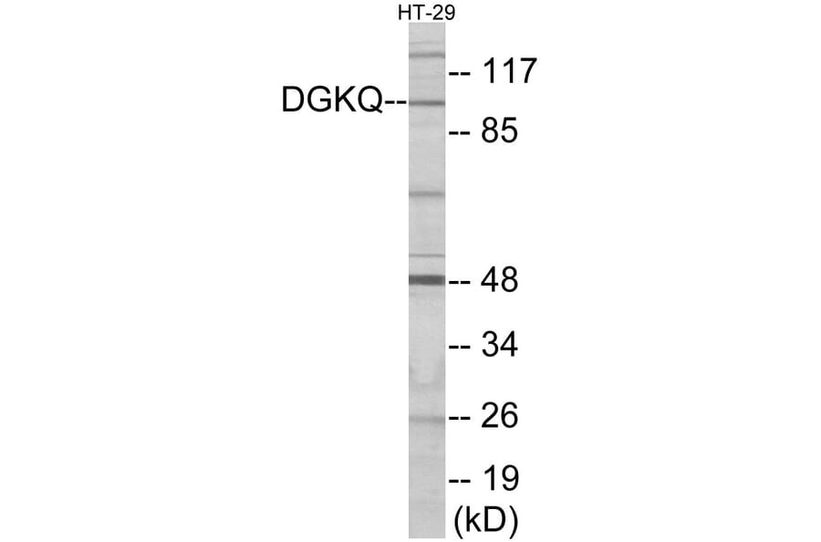 Western Blot - DGKQ Cell Based ELISA Kit (CB5921) - Antibodies.com