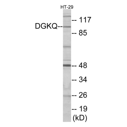 Western Blot - DGKQ Cell Based ELISA Kit (CB5921) - Antibodies.com