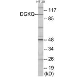 Western Blot - DGKQ Cell Based ELISA Kit (CB5921) - Antibodies.com