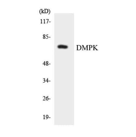 Western Blot - DMPK Cell Based ELISA Kit (CB5968) - Antibodies.com