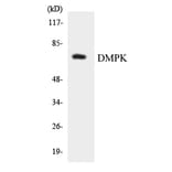 Western Blot - DMPK Cell Based ELISA Kit (CB5968) - Antibodies.com