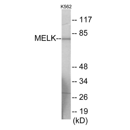 Western Blot - MELK Cell Based ELISA Kit (CB6007) - Antibodies.com