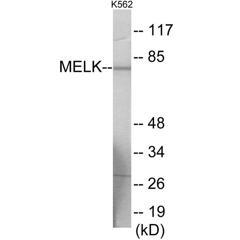 Western Blot - MELK Cell Based ELISA Kit (CB6007) - Antibodies.com