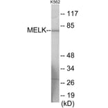 Western Blot - MELK Cell Based ELISA Kit (CB6007) - Antibodies.com
