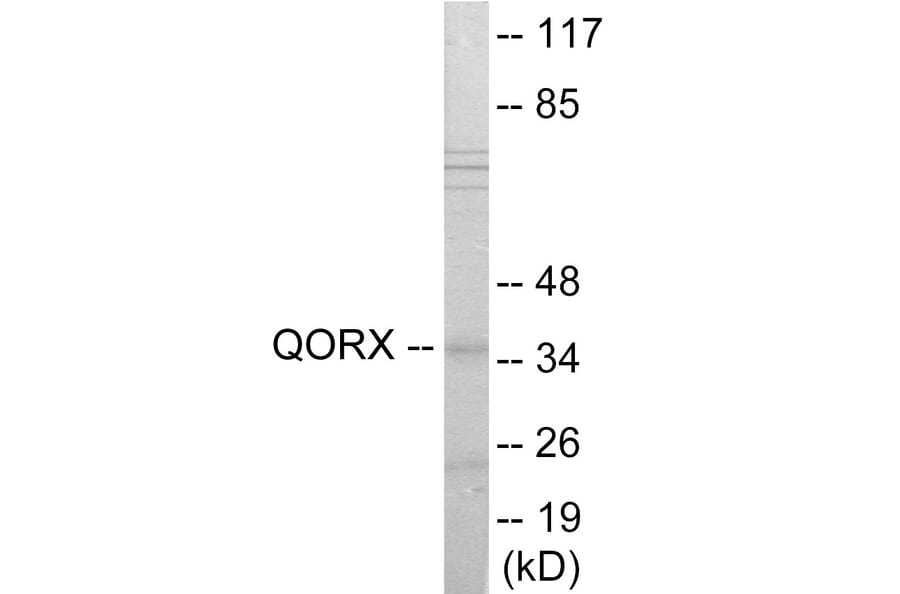 Western Blot - QORX Cell Based ELISA Kit (CB6051) - Antibodies.com