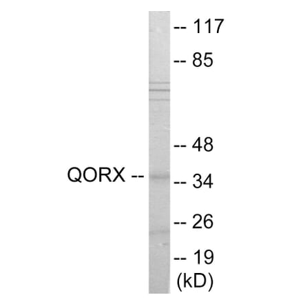 Western Blot - QORX Cell Based ELISA Kit (CB6051) - Antibodies.com