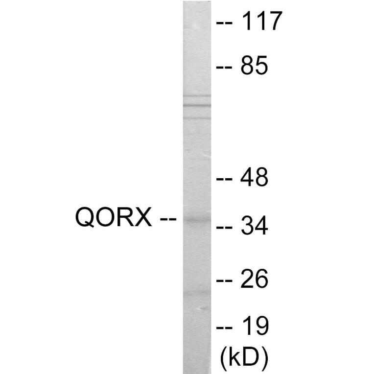 Western Blot - QORX Cell Based ELISA Kit (CB6051) - Antibodies.com