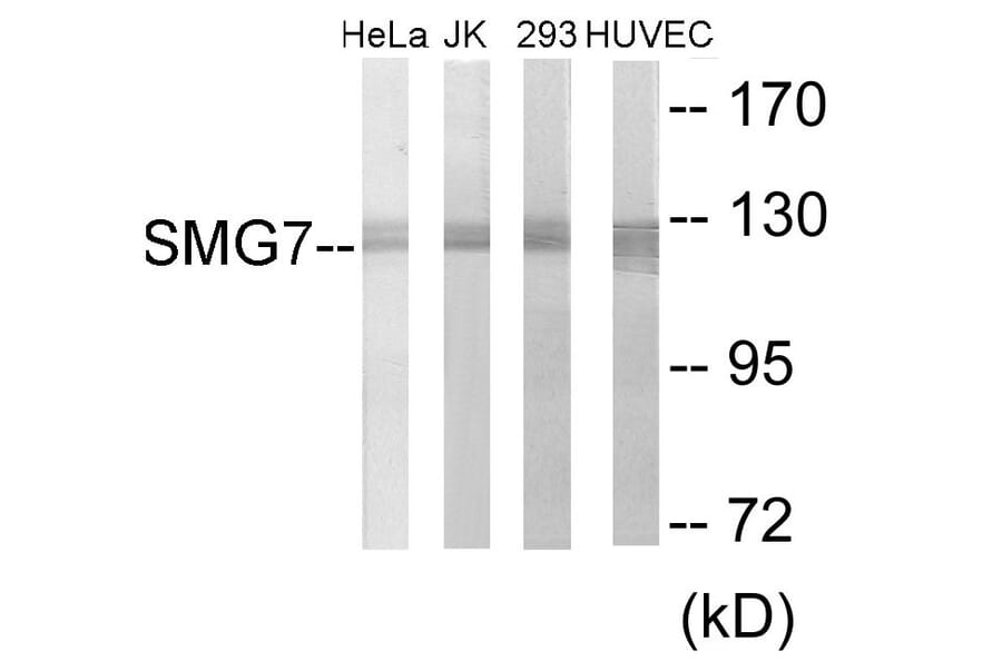 Western Blot - SMG7 Cell Based ELISA Kit (CB6099) - Antibodies.com