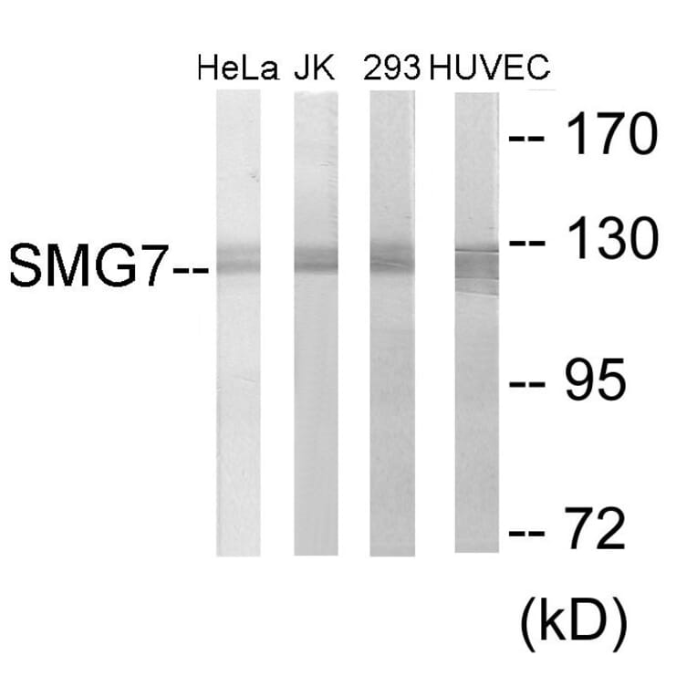 Western Blot - SMG7 Cell Based ELISA Kit (CB6099) - Antibodies.com