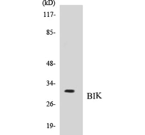 Western Blot - BIK Cell Based ELISA Kit (CB5073) - Antibodies.com