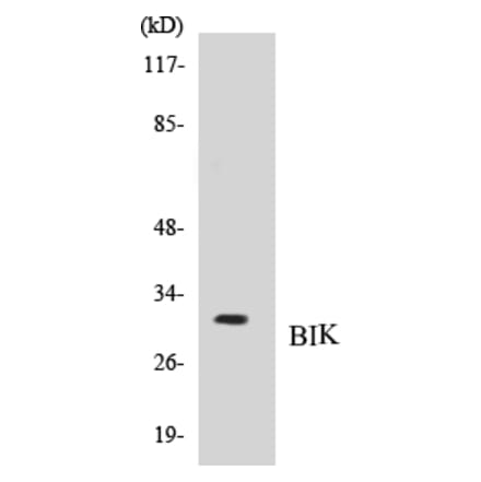 Western Blot - BIK Cell Based ELISA Kit (CB5073) - Antibodies.com