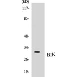 Western Blot - BIK Cell Based ELISA Kit (CB5073) - Antibodies.com