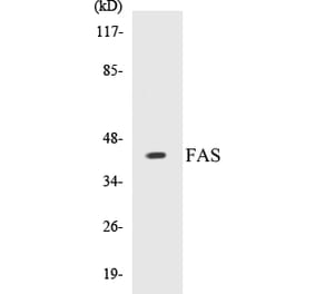 Western Blot - FAS Cell Based ELISA Kit (CB5258) - Antibodies.com