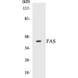 Western Blot - FAS Cell Based ELISA Kit (CB5258) - Antibodies.com