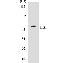Western Blot - HS1 Cell Based ELISA Kit (CB5343) - Antibodies.com