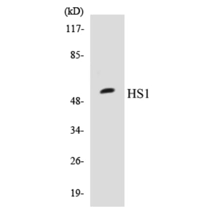 Western Blot - HS1 Cell Based ELISA Kit (CB5343) - Antibodies.com