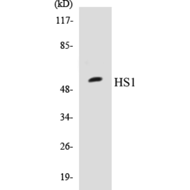Western Blot - HS1 Cell Based ELISA Kit (CB5343) - Antibodies.com