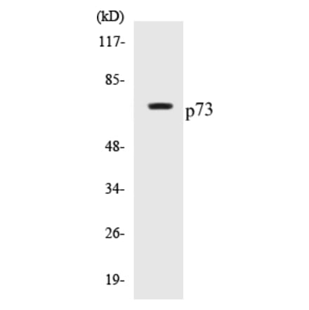 Western Blot - p73 Cell Based ELISA Kit (CB5525) - Antibodies.com