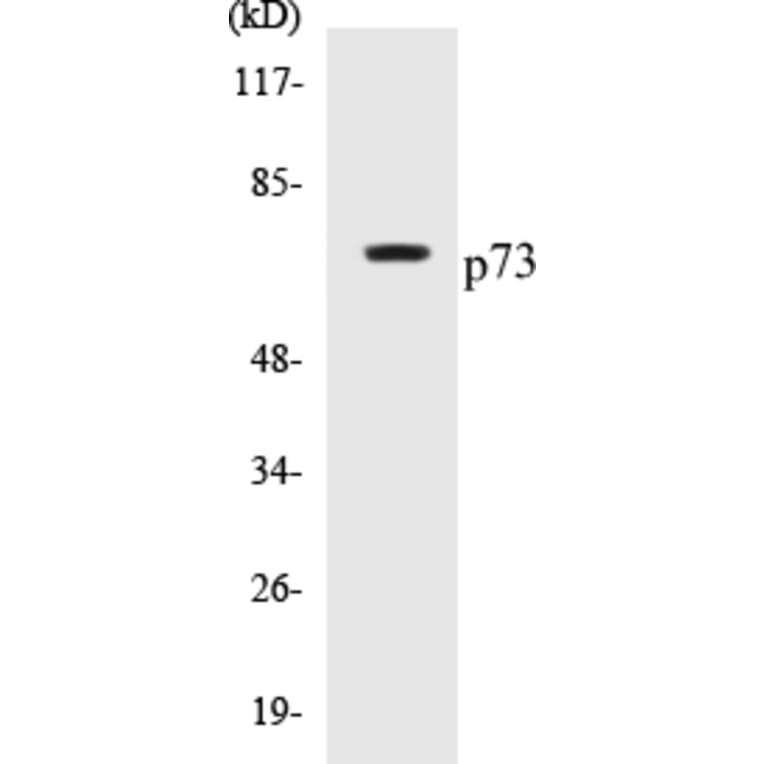 Western Blot - p73 Cell Based ELISA Kit (CB5525) - Antibodies.com