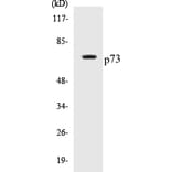 Western Blot - p73 Cell Based ELISA Kit (CB5525) - Antibodies.com