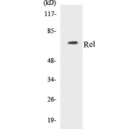 Western Blot - Rel Cell Based ELISA Kit (CB5603) - Antibodies.com