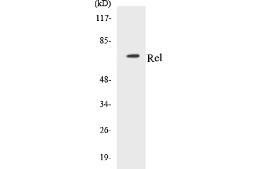Western Blot - Rel Cell Based ELISA Kit (CB5603) - Antibodies.com